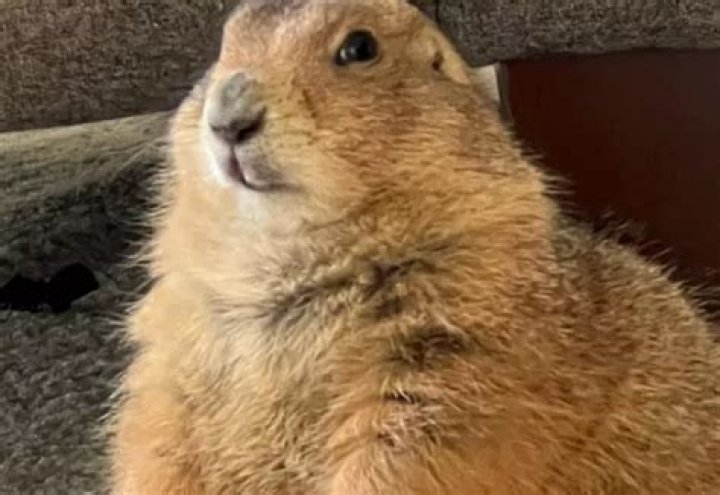 Big Ounce, Black-tailed Prairie Dog, Passed Away; What Happened?